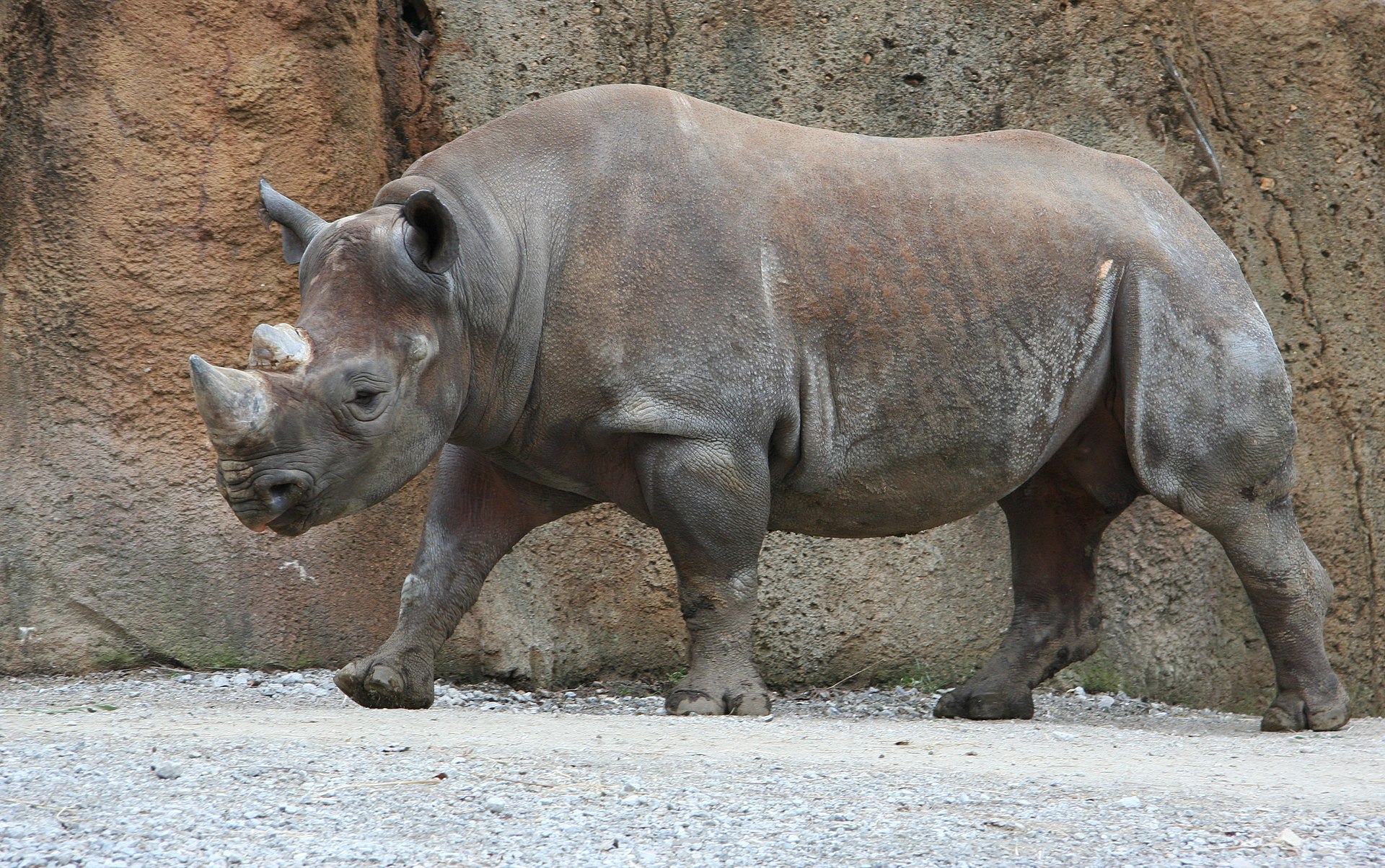A rhinoceros